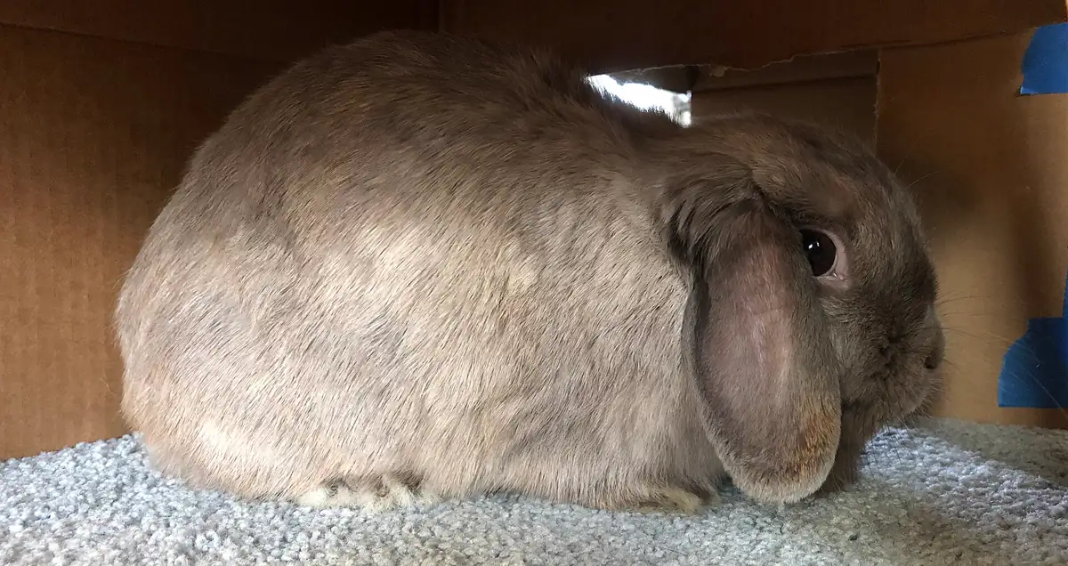 Bunny Toys for Bunnies: What Rabbits Actually Play With