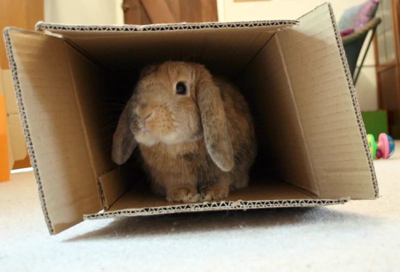 Lop-eared rabbit sitting inside an open cardboard box on a carpet, with a ball toy behind it