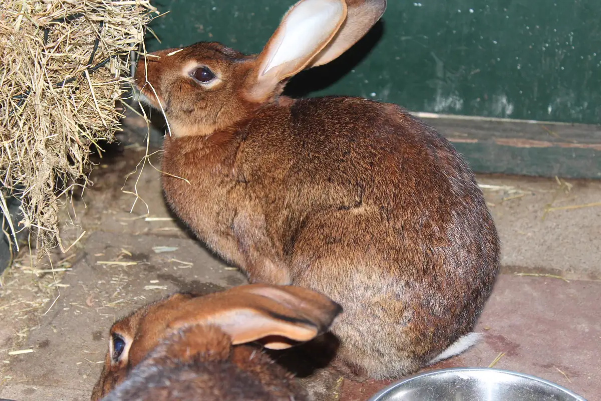 Rabbit pulling strands from a pile of hay inside its enclosure