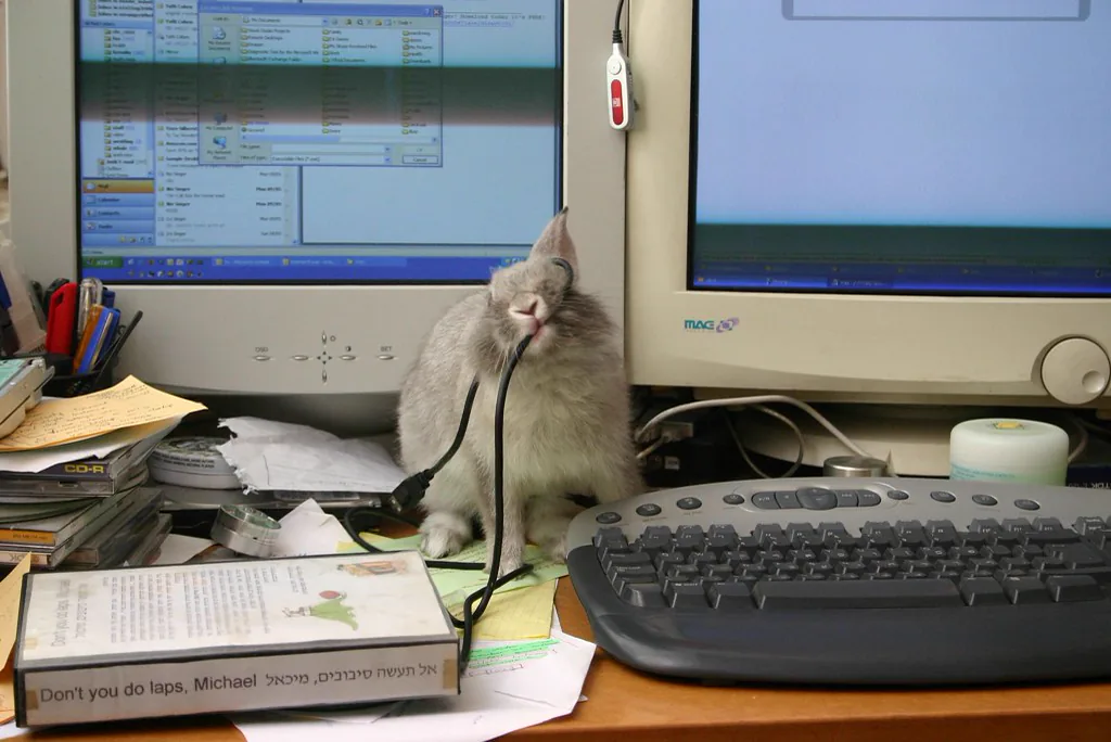 House rabbit sitting on a desk chewing an electrical cable between two monitors
