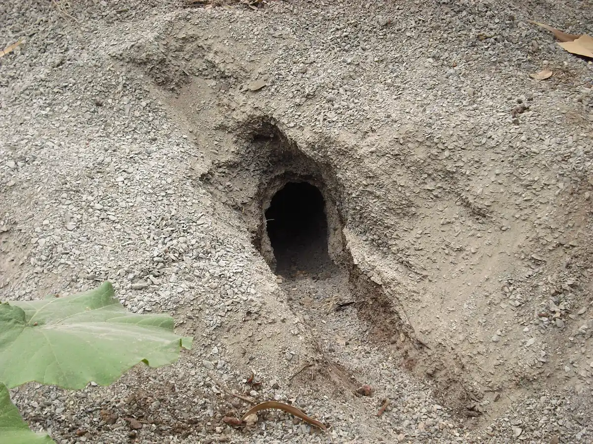 Entrance to a burrow dug into sandy ground in a backyard