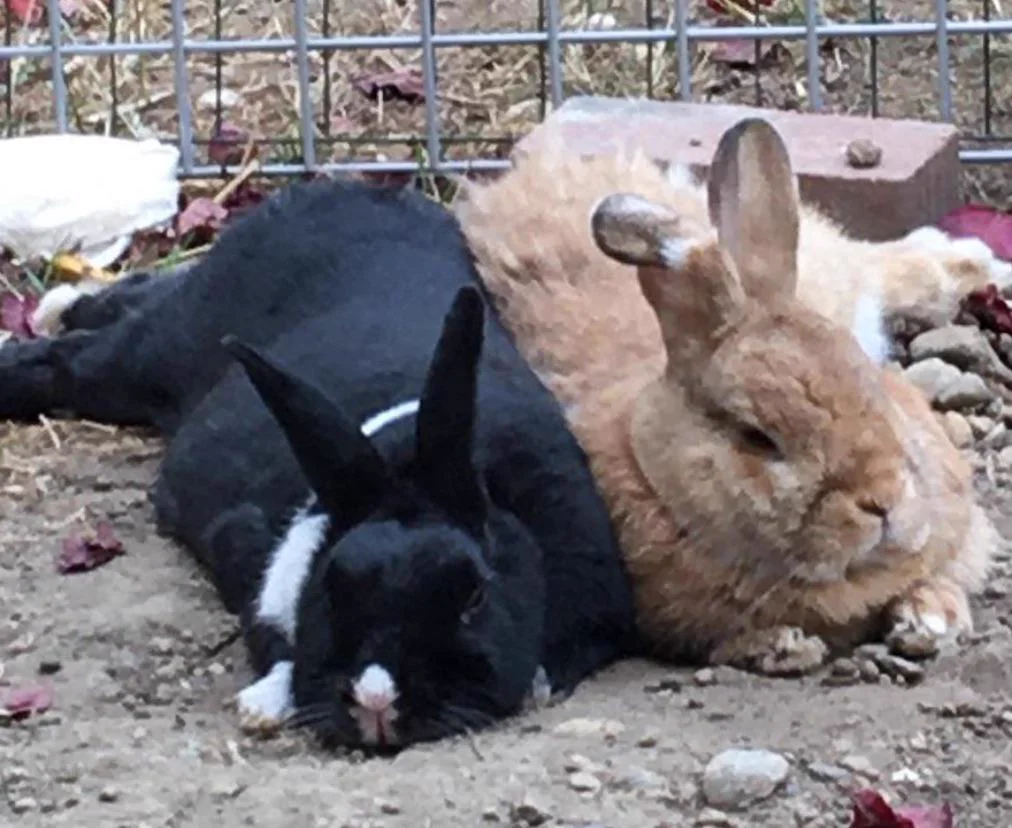 Two bonded rabbits lying pressed against each other on the ground