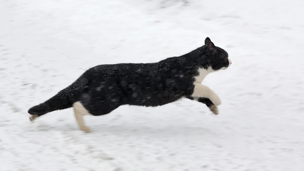 Cat Crazies: Why Cats Get the Zoomies at Night