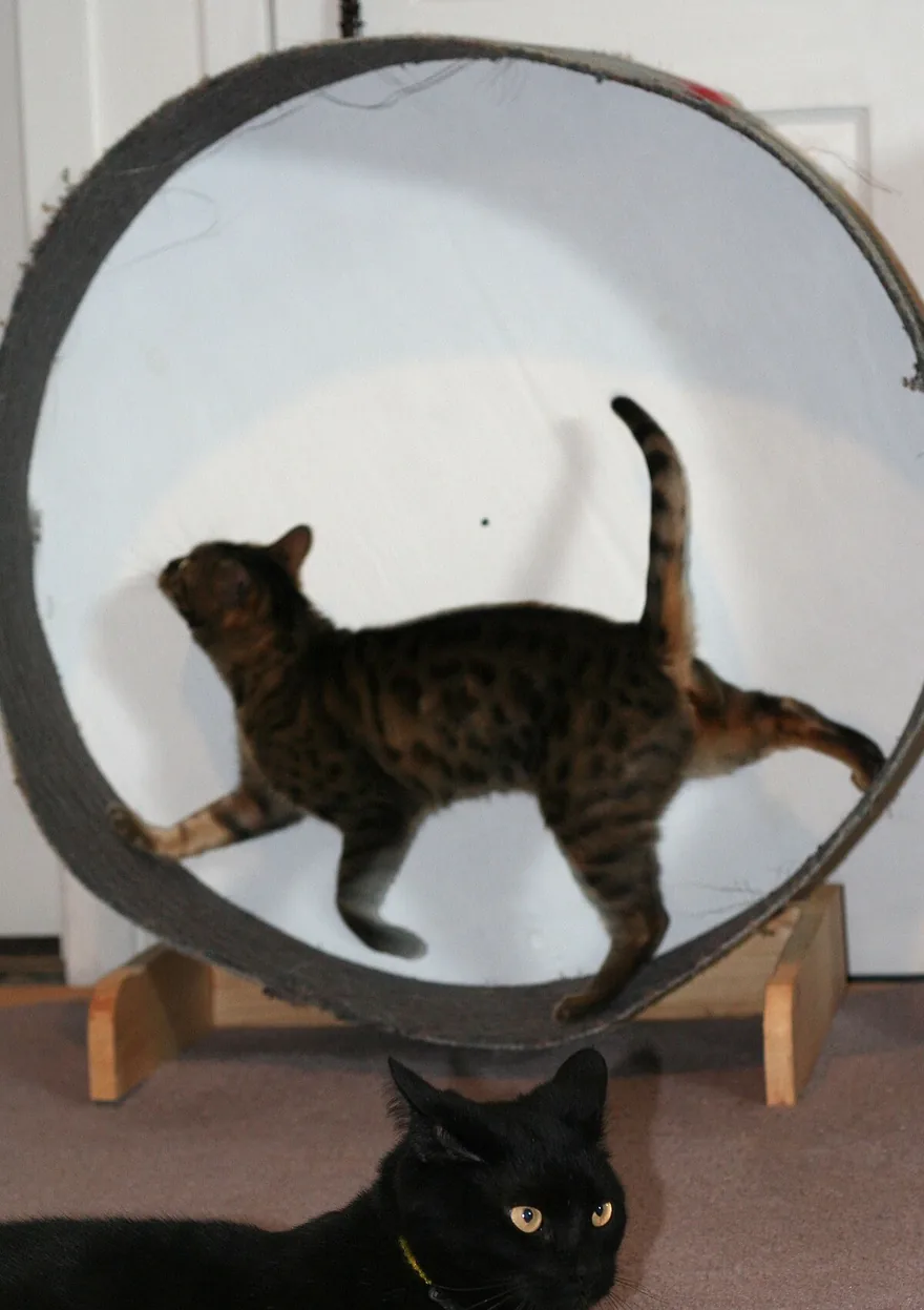 Spotted brown tabby cat running inside a cat exercise wheel while a black cat lies watching on the floor below