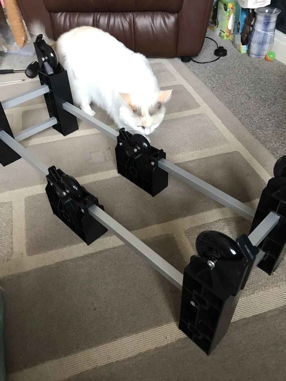 White cat inspecting the roller base frame of a flat pack cat exercise wheel during assembly