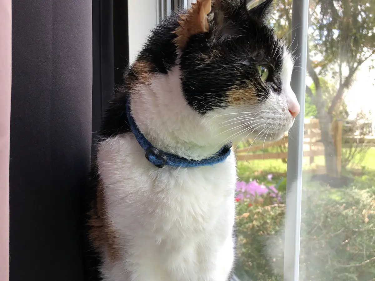 Calico cat perched at a window, looking outside through the screen