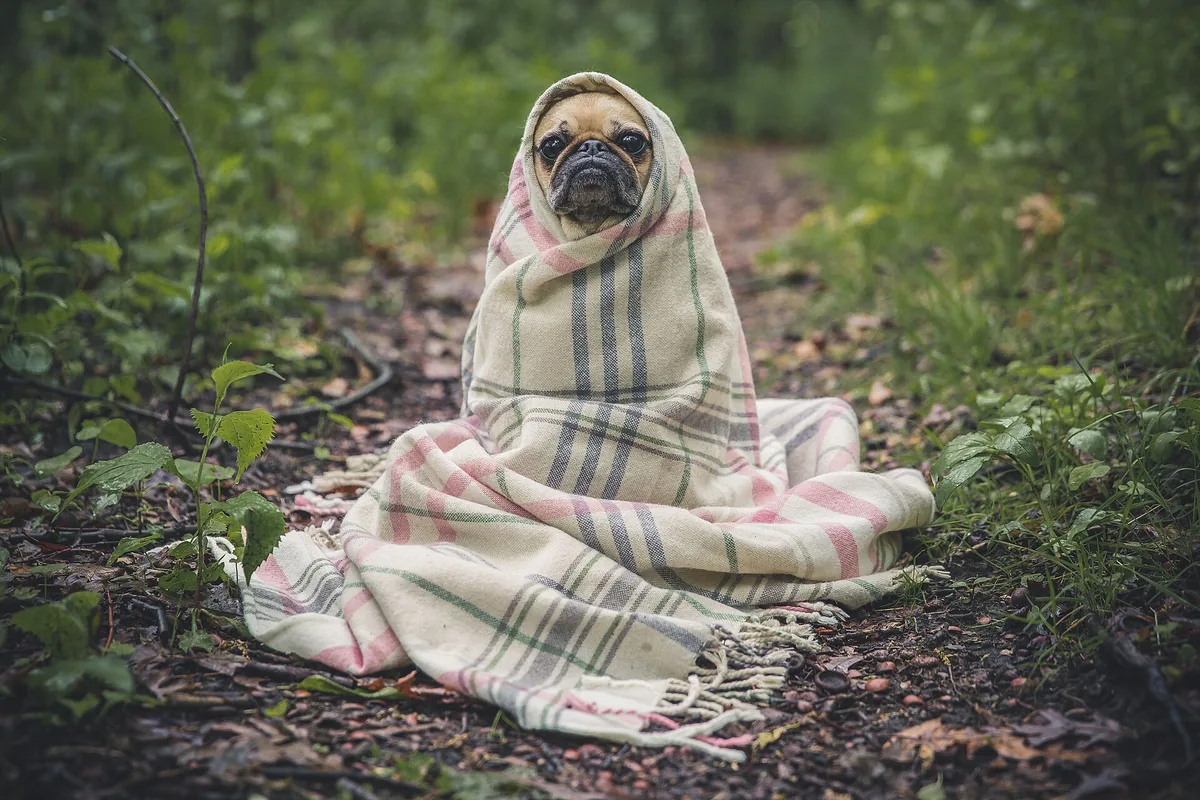 Pug sitting on a woodland path wrapped up to the ears in a checked woollen blanket