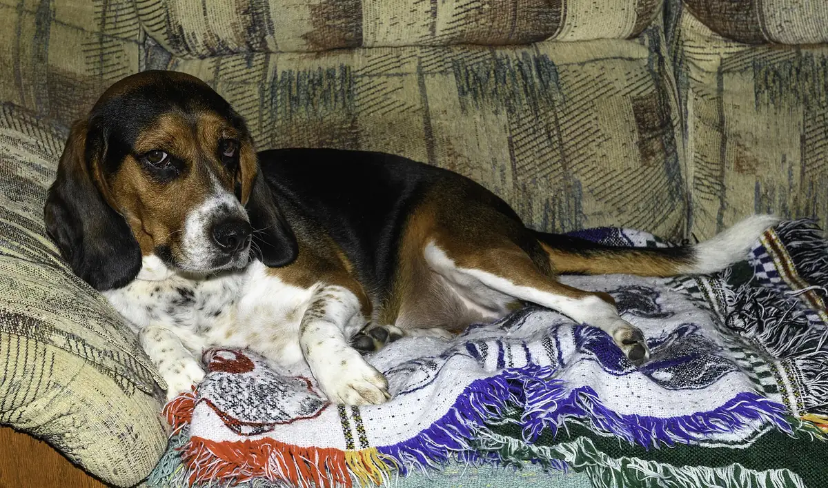 Tricolour beagle resting on a fringed woven throw spread over a sofa cushion