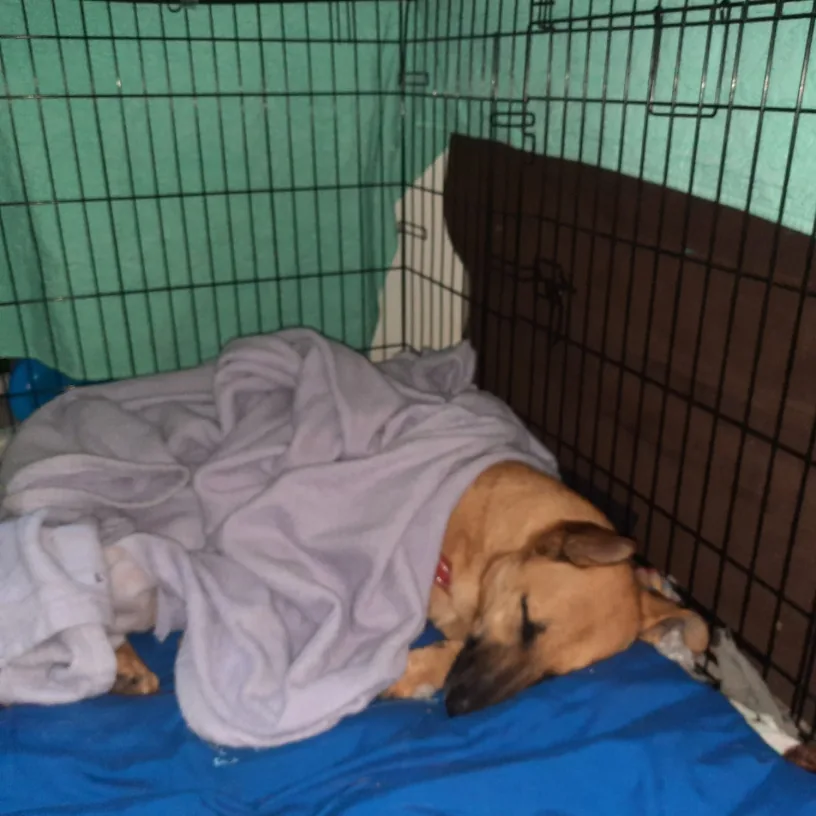 Tan dog asleep in an open wire crate, half tucked under a grey fleece blanket