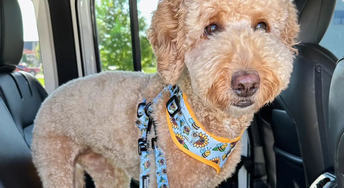 Dog Seat Belt: What It Actually Protects Against
