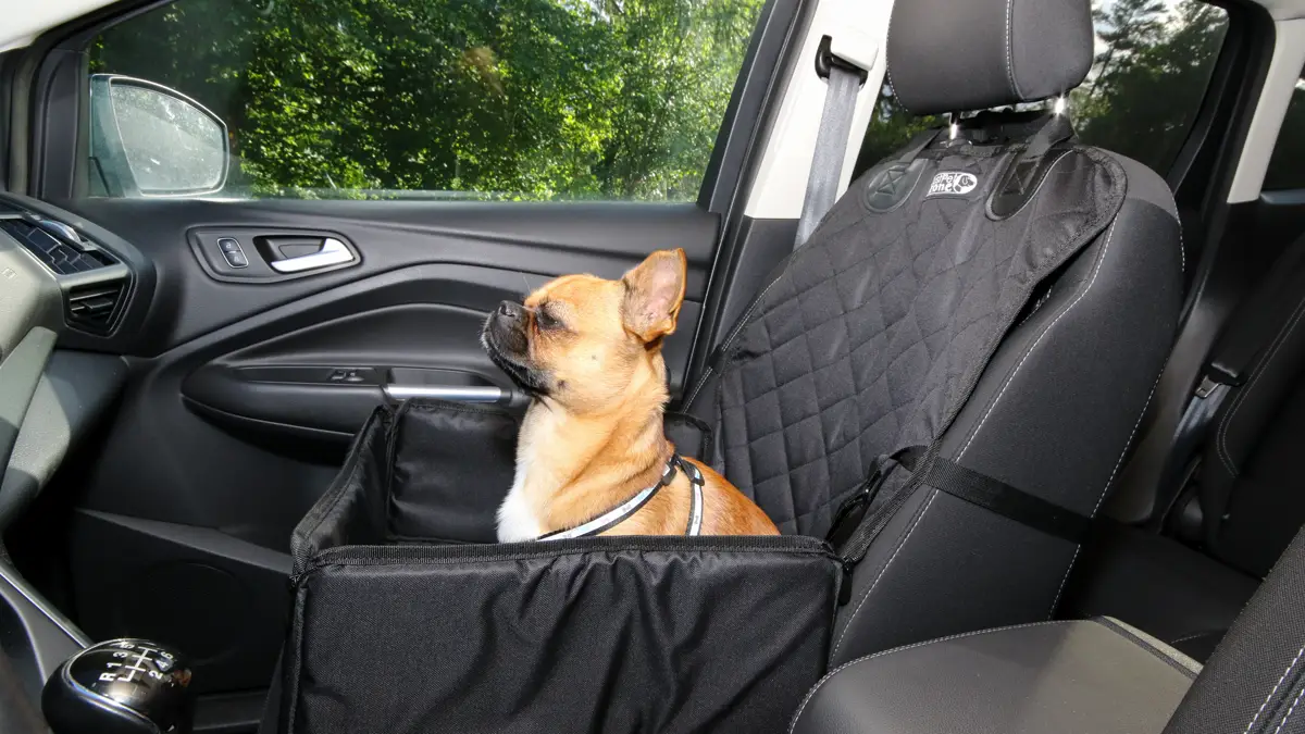 Small dog sitting in a padded booster seat inside a car, wearing a harness