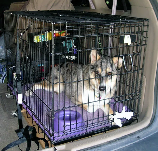 Wire dog crate strapped down in the cargo area of an estate car with a dog resting inside