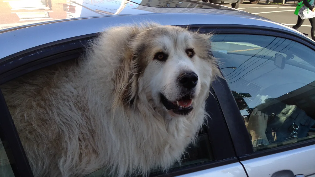 Large white dog leaning out of an open rear car window in a city street