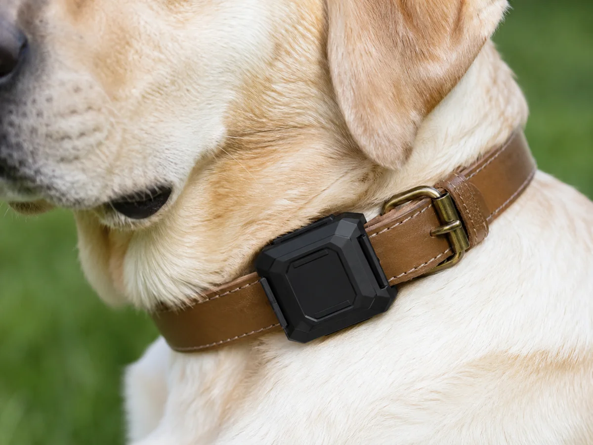 Close-up of a GPS tracking unit mounted on a dog's leather collar