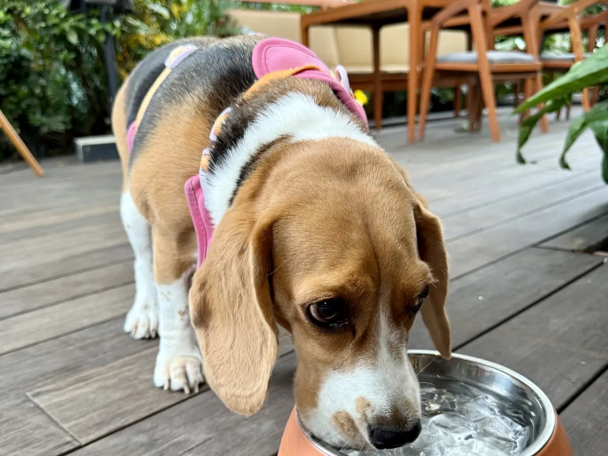 Beagle drinking water from a bowl outdoors