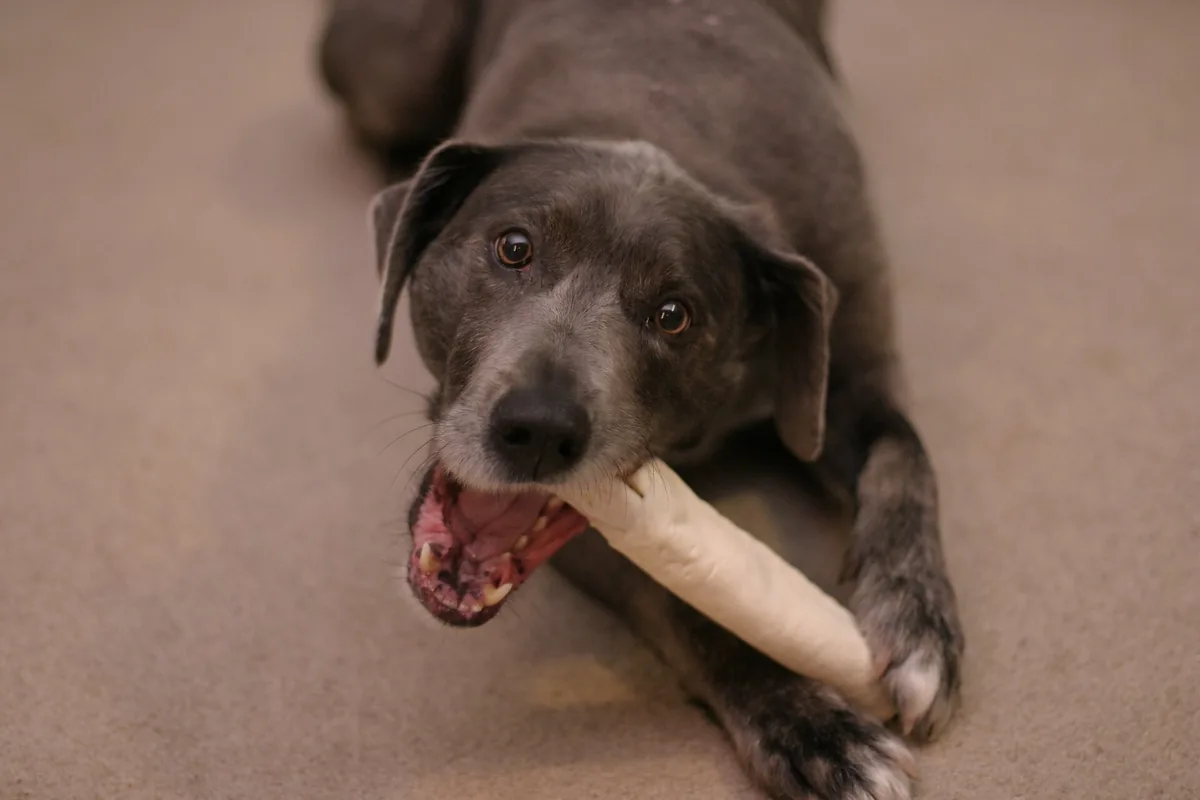 Grey muzzled dog lying on carpet holding a long pale rawhide chew between its paws and teeth