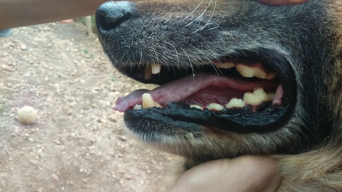 Close-up of an elderly dog's open mouth showing cheek teeth worn flat and shortened