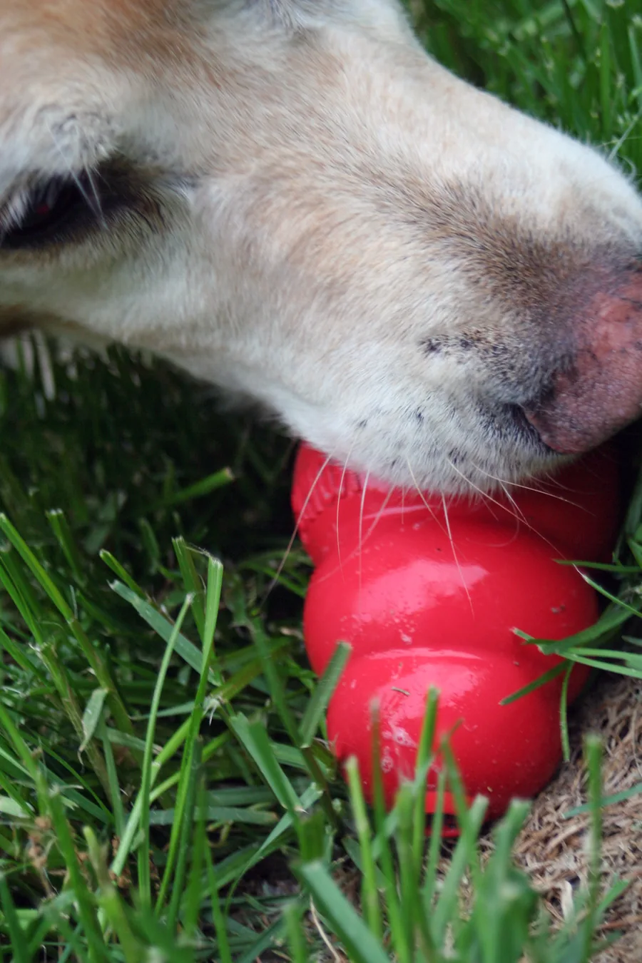 Pale dog nosing a red rubber snowman-shaped chew toy lying in grass