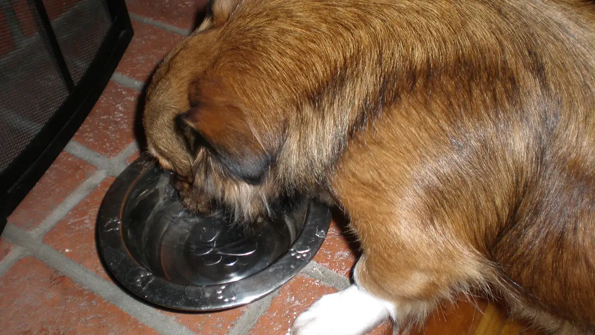 Elevated Dog Bowls: Who Needs One, and Who Should Skip It