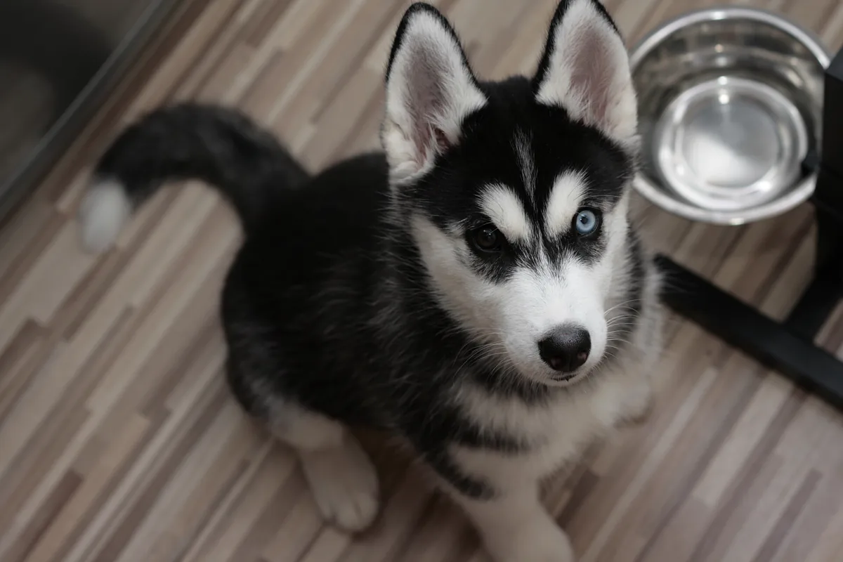 Husky puppy sitting on a wooden floor beside a stainless steel bowl held in a low raised stand