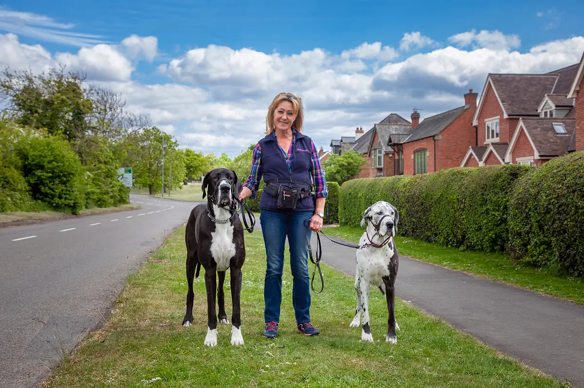 Two Great Danes standing in profile beside their handler on a grass verge