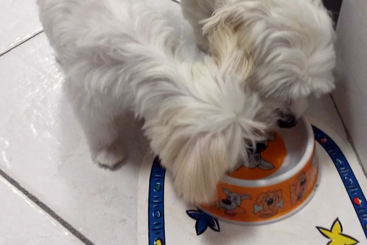 Two small white dogs eating from the same bowl on a tiled kitchen floor