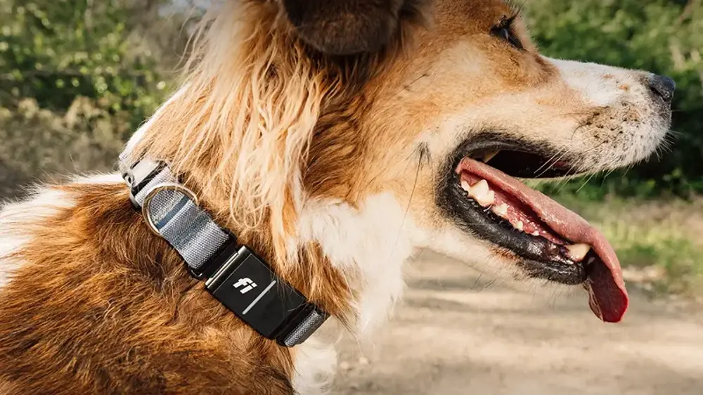 Fi collar guide