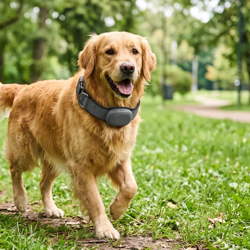 Dog wearing a GPS smart collar outdoors