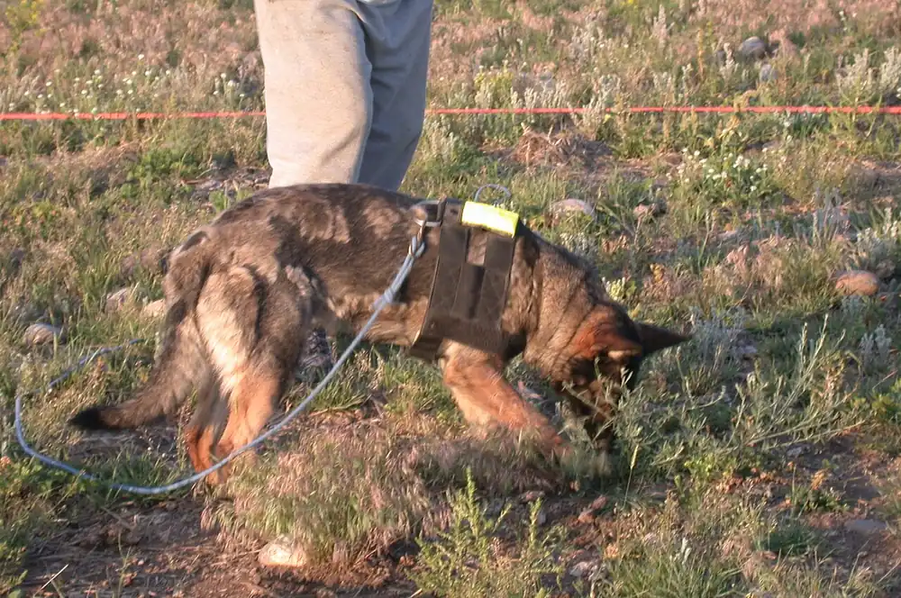 Detection dog wearing a GPS tracking harness in a grassy field