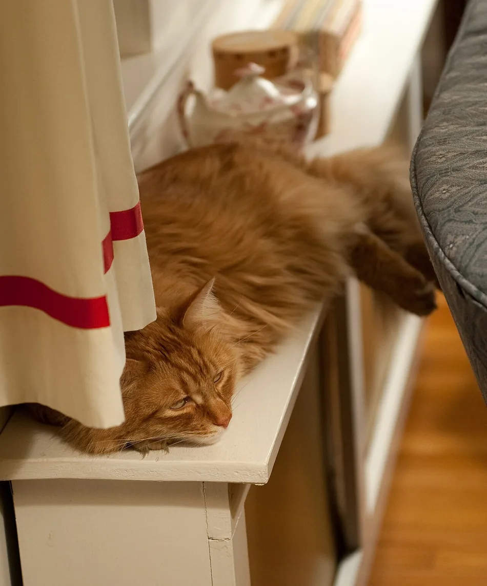 Long haired ginger cat sprawled asleep along a painted radiator shelf beside a curtain