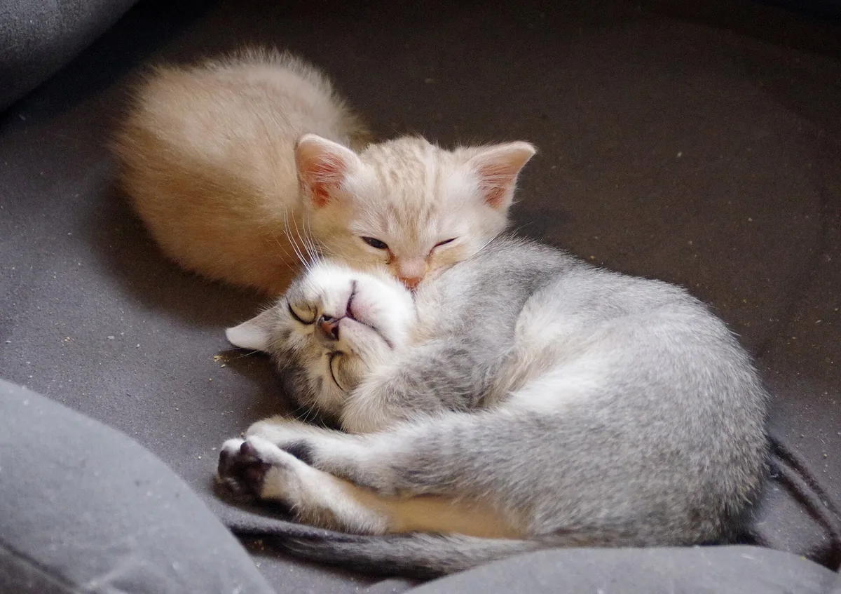 Two young kittens curled tightly against each other, asleep on soft grey fabric