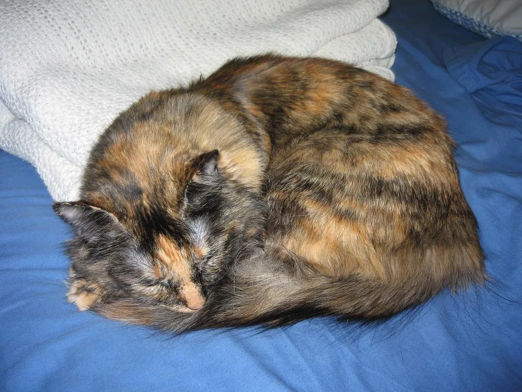Tortoiseshell cat curled into a tight ball on a blue blanket with its paws and tail tucked under its body
