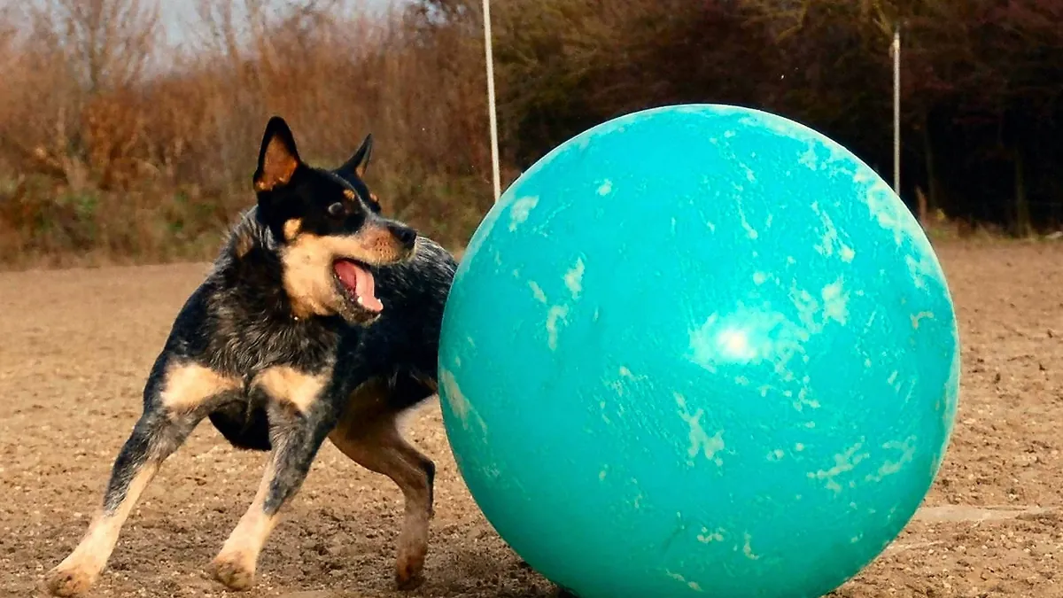 Herding Ball for Dogs: Sizes, Safety, Treibball
