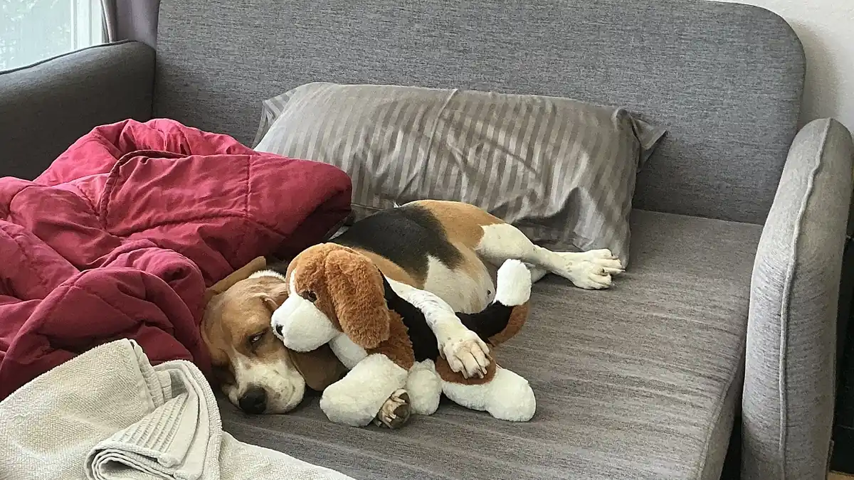 Jellycat Dog Plush and Real Dogs: Is It Safe?