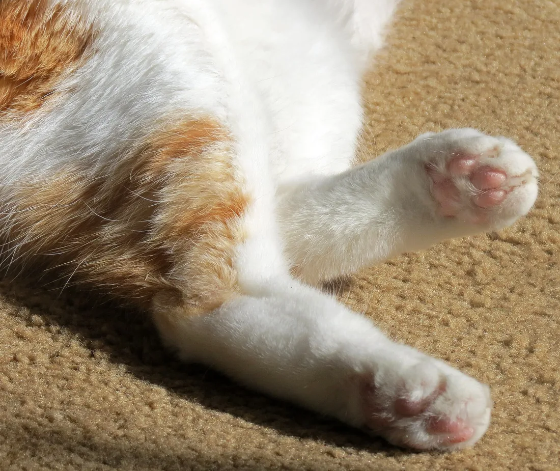 Close-up of a ginger and white cat's hind paws with pink pads, resting on carpet