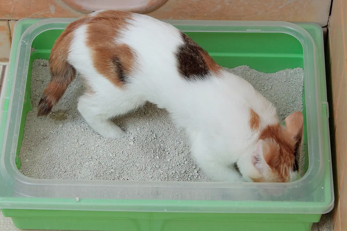 Calico kitten digging in a shallow open litter tray made from a clear storage box