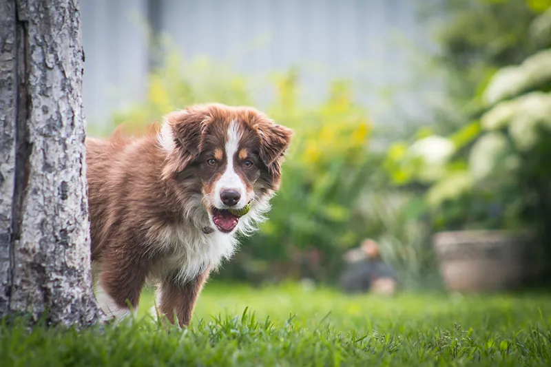 Red tricolor Miniature American Shepherd puppy peeking out from behind a tree trunk on a lawn