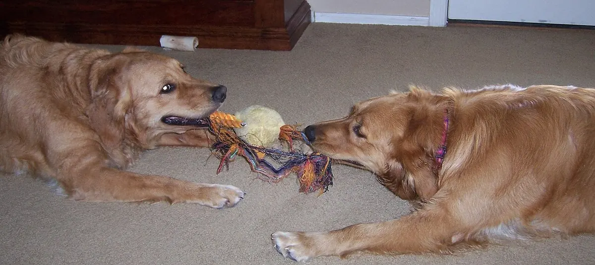 Rubber vs plush vs rope dog toys comparison