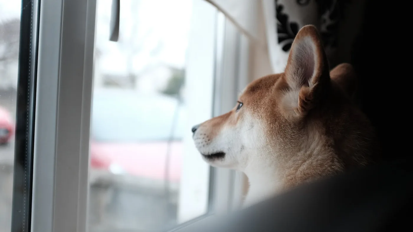 Separation Anxiety Treats for Dogs: What Helps