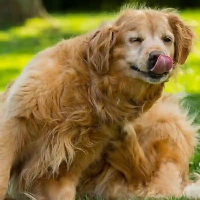 Adult golden retriever scratching at its side and neck outdoors on grass