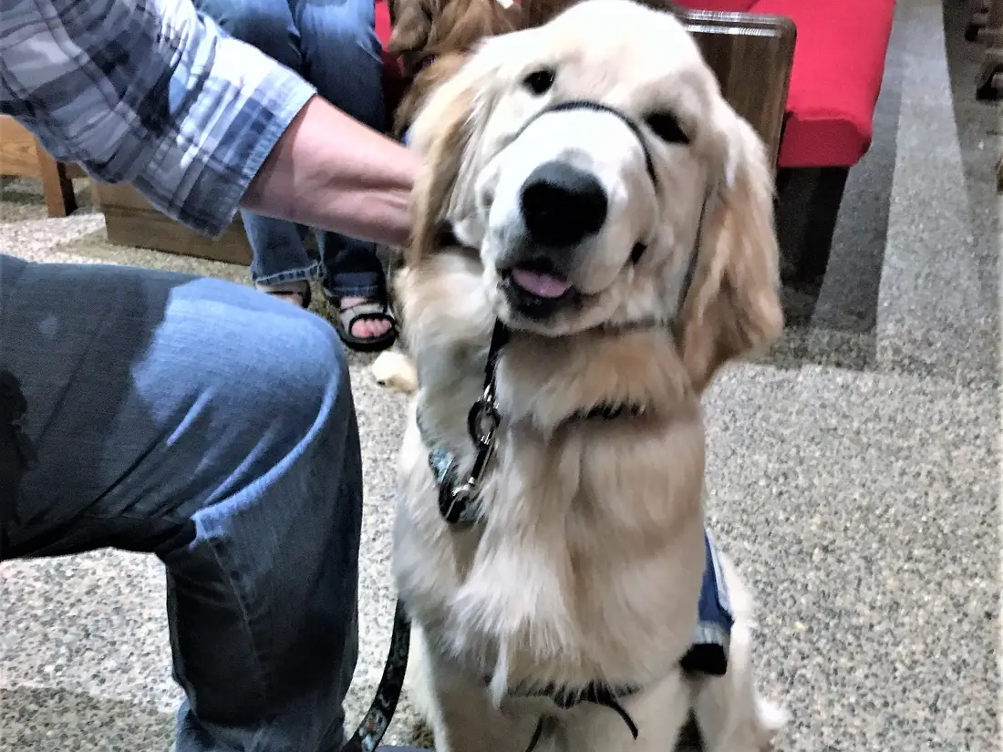 Golden retriever service dog in training wearing a vest while being greeted by a handler