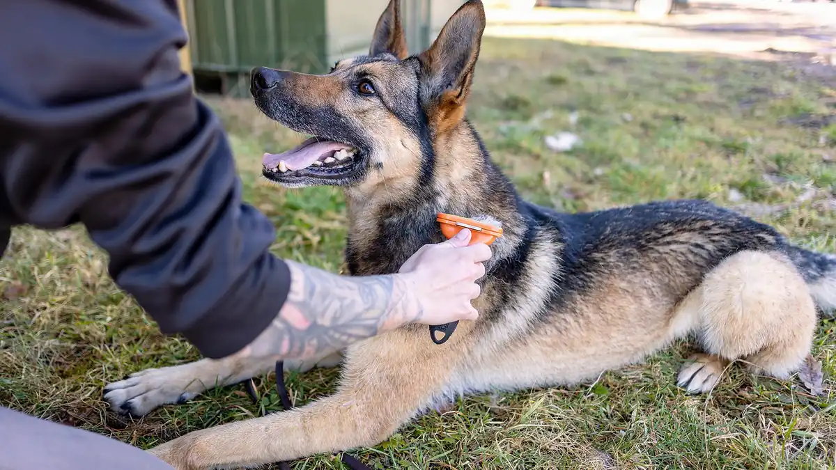 Shedding Brush for Dogs: Pick by Coat Type