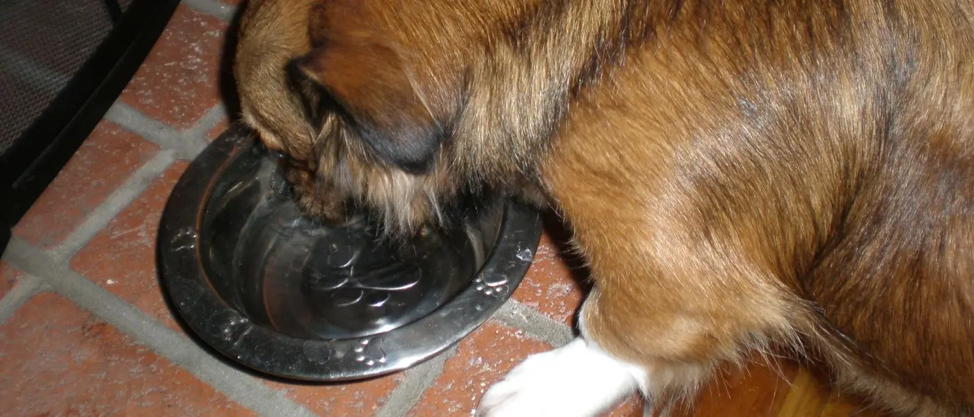 Dog drinking from a stainless steel bowl