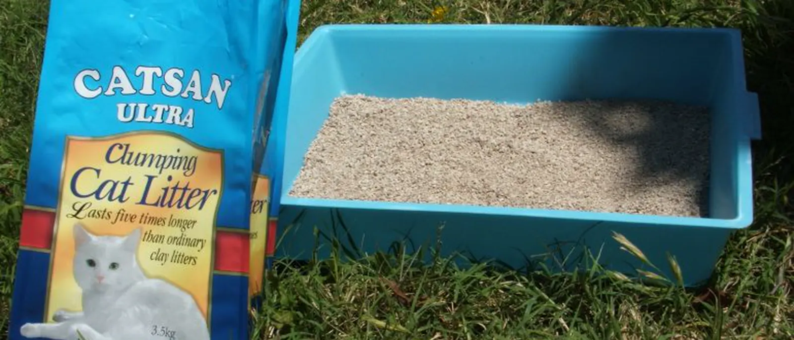 Tidy Cat Litter: How to Choose the Right Option for Your Cat