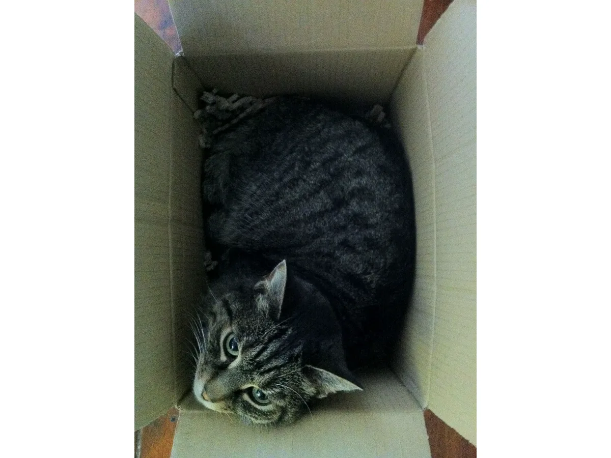 Cat beside a litter box in a home setting