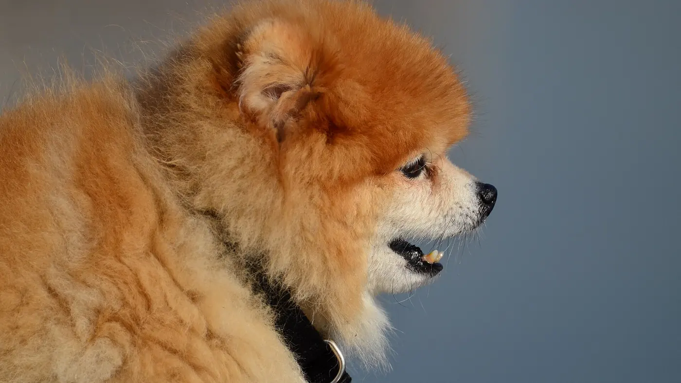 Types of Toy Dogs: All 23 AKC Toy Breeds