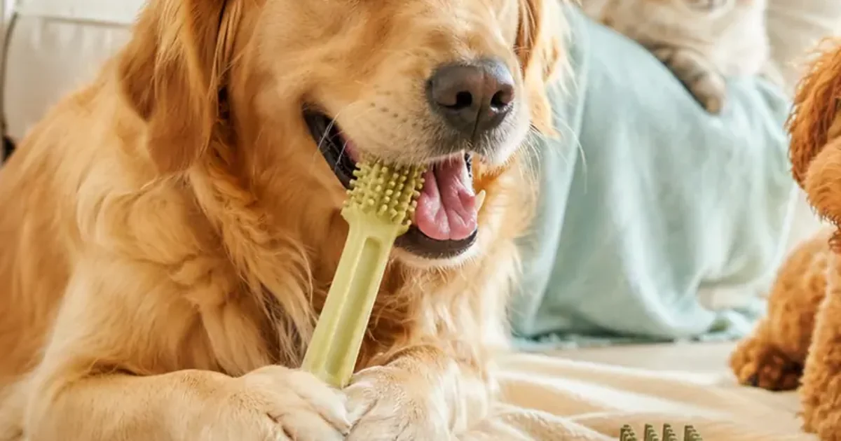 Dog dental chews guide