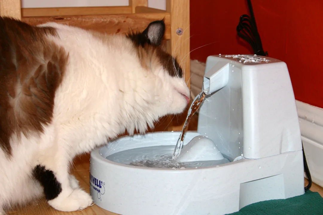 Cat drinking from a moulded plastic pet water fountain with a stepped basin
