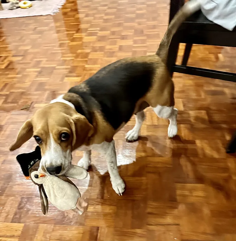 A beagle carrying a penguin plush toy in her mouth