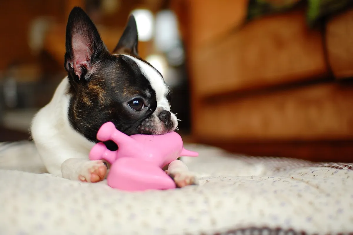 A black and white Boston terrier lying on a blanket, gripping a pink rubber toy